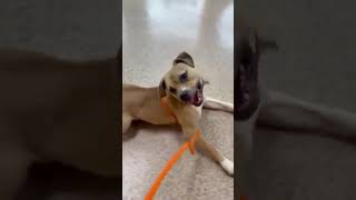 Video preview image #1 Bull-Boxer Puppy For Sale in Kennesaw, GA, USA