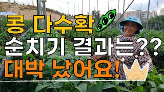 콩 농사에서 가장 중요한것 수분? 대박났어요 - 콩재배 서리태콩