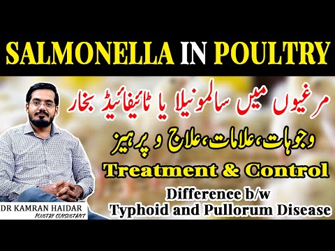 , title : 'Salmonella in Poultry || Fowl Typhoid and Pullorum Disease || Murghiyon mein Typhoid Fever ki Bemari'