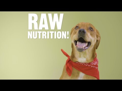 Is There an Easy Way to Feed My Dog a Raw Diet? | Chewy