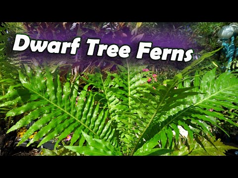 園芸 トリコロールティランジー、空気の娘