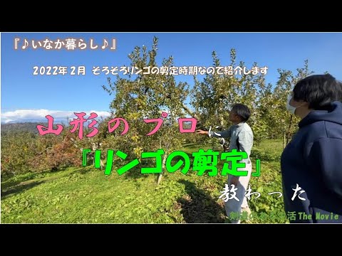 なぜいつ、大きなリンゴをたくさん収穫するためにリンゴの木を剪定するのか