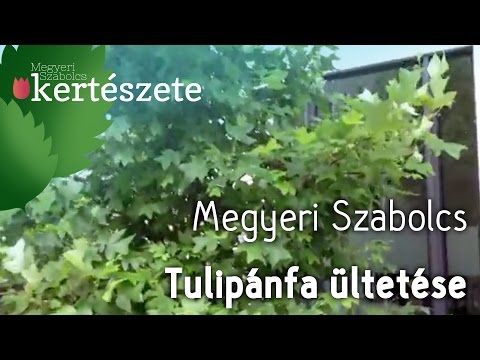Tulipánfa ültetése - rendelése - Liriodendron tulipifera - Megyeri Kertészeti webáruház Győr