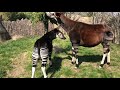Home Safari Okapi Cincinnati Zoo