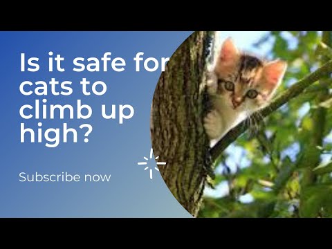 Cat climbing a tree - Is it safe for cats to climb up high? #shorts