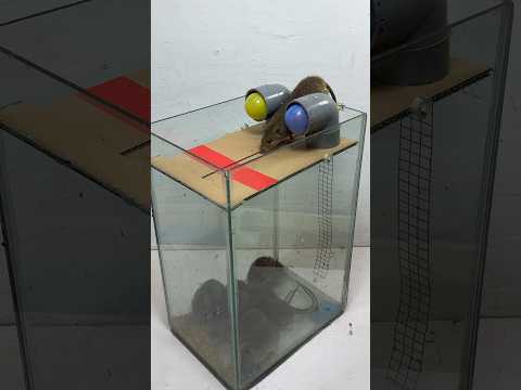 Best home mouse trap #rat #rattrap #mousetrap #shorts