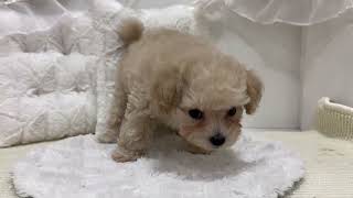 ハーフ犬の動画01