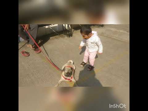 PetLover Maneet - trying to make puppy's tail straight
