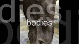 Lisa Gerrard   (Sanvean) I am your shadow