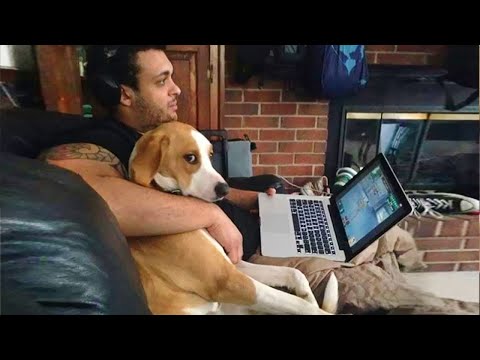 Quand les gens disent qu'avoir un chien c'est ennuyeux drôle de chien et d'humain 2023