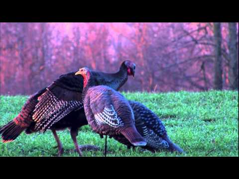 Canada in the Rough  - Turkeys in Tight