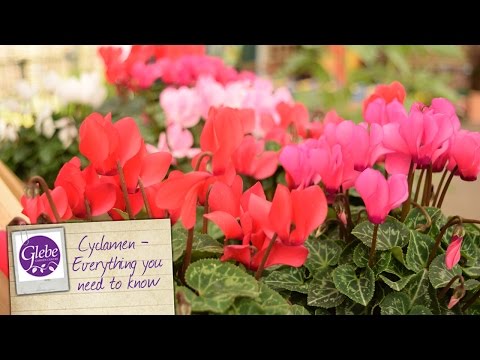 , title : 'Cyclamen -  Everything you need to know