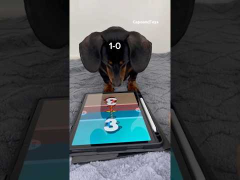 Dachshund never give up for a second #dog #dogs