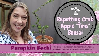 Bonsai Repotting Season - Crab Apple Tina