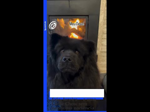 Frio, lareira… e uma Chow Chow sem nenhuma paciência pra gravação