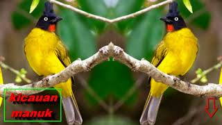 Kutilang Emas Tapsel Super Gacor Sandang Garigit Togang