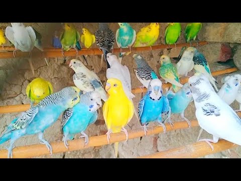 July 4, 2025 Amazing Budgies Full Masti Happy Birds Sounds