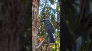 Lindo Trinca Ferro Solto no Mato#pássaros #aves