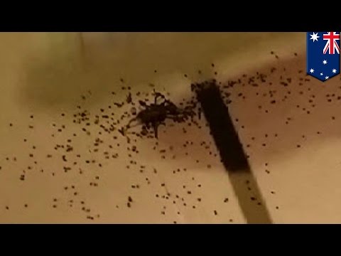 Partnerem stawia mały penis Mały kogut i duże cycki