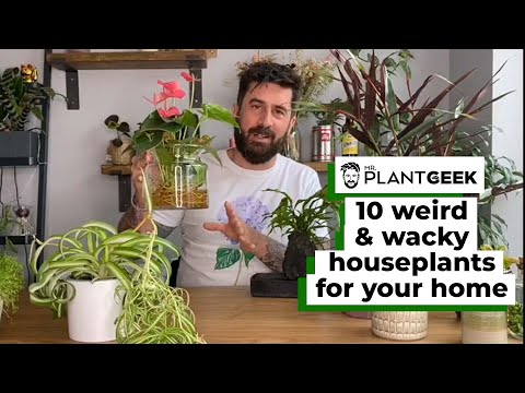 10 Weird & Wacky Houseplants For Your Home