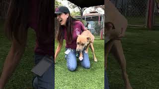 Video preview image #1 American Pit Bull Terrier Puppy For Sale in Pasadena, CA, USA