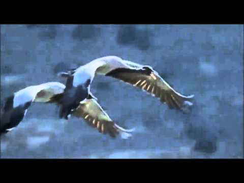 Mike Oldfield   Dreaming in the wind