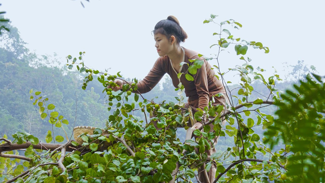 Harvesting Lots Of Apples from tall tree and Goes To Market Sell | Survival in Forest