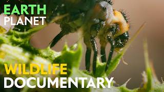 Tiny Forests: Wildlife in Mediterranean Olive Groves | Jungle Planet