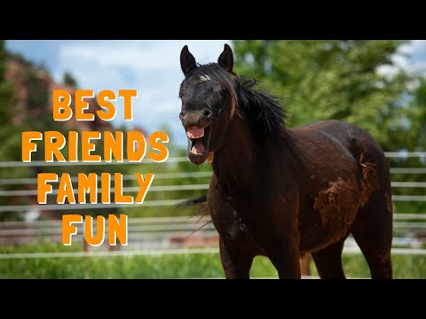 Welcome to Family Fun | DIY, Quarantine Crafts, Animal Videos and More!