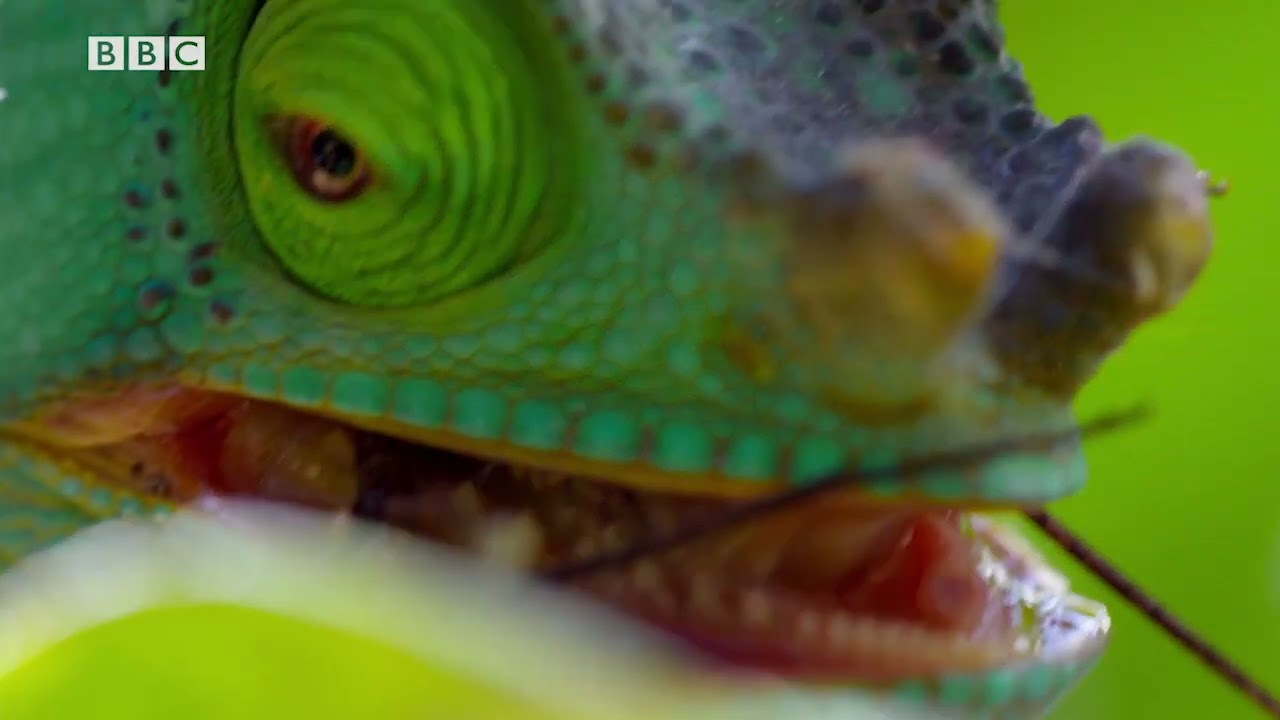 Focus3 2E Unit5 Lesson1 Video 19 BBC