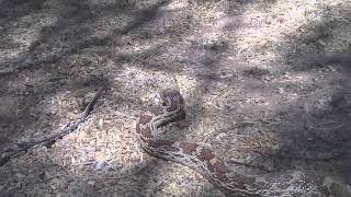 Snake Tucson Arizona Man With the Woman Head