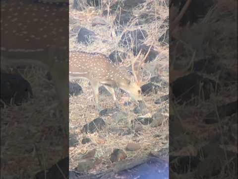 Chital Stag Through The Spotter 🔭