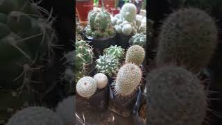 Cactus Plants for Sale in the Market #shorts #momkat