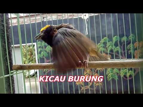 Manyar Novyj Trend Smotret Onlajn Na Sajte Trendovi Ru