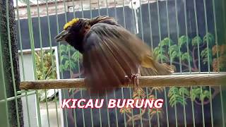 Download lagu TERAPI SPESIAL Manyar KEPALA emas  CUKUP 7 DETIK TERAPInya, Buktikan HASILNYA#manyar #kicaumania mp3 Download lagu TERAPI SPESIAL Manyar KEPALA emas  CUKUP 7 DETIK TERAPInya, Buktikan HASILNYA#manyar #kicaumania mp3