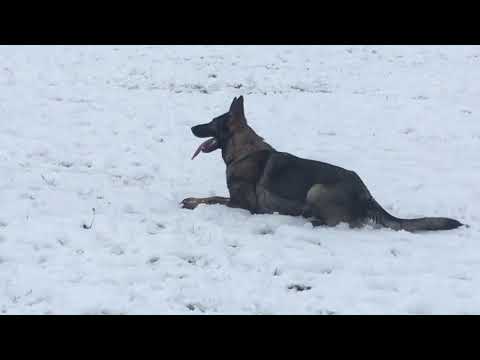 Janica Aykmar - Obedience IPO