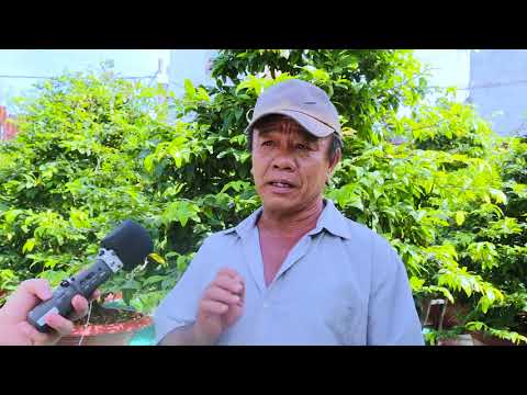 Phóng sự vườn mai Đất Việt | Voice off by Nga Quỳnh