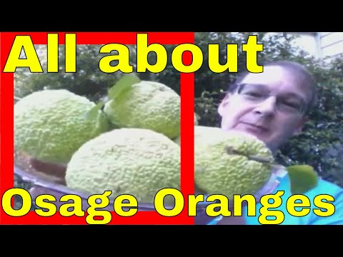 Osage Orange Health Benefits in Description Tree Fruit Hedge Apple Horse Apple Maclura pomifera