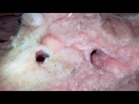 Mice Activity Located in the Attic in Hillsborough, NJ