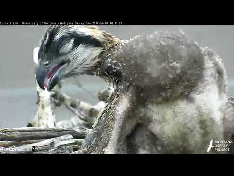 One On One With A Sleepy Osprey Nestling – June 28, 2018