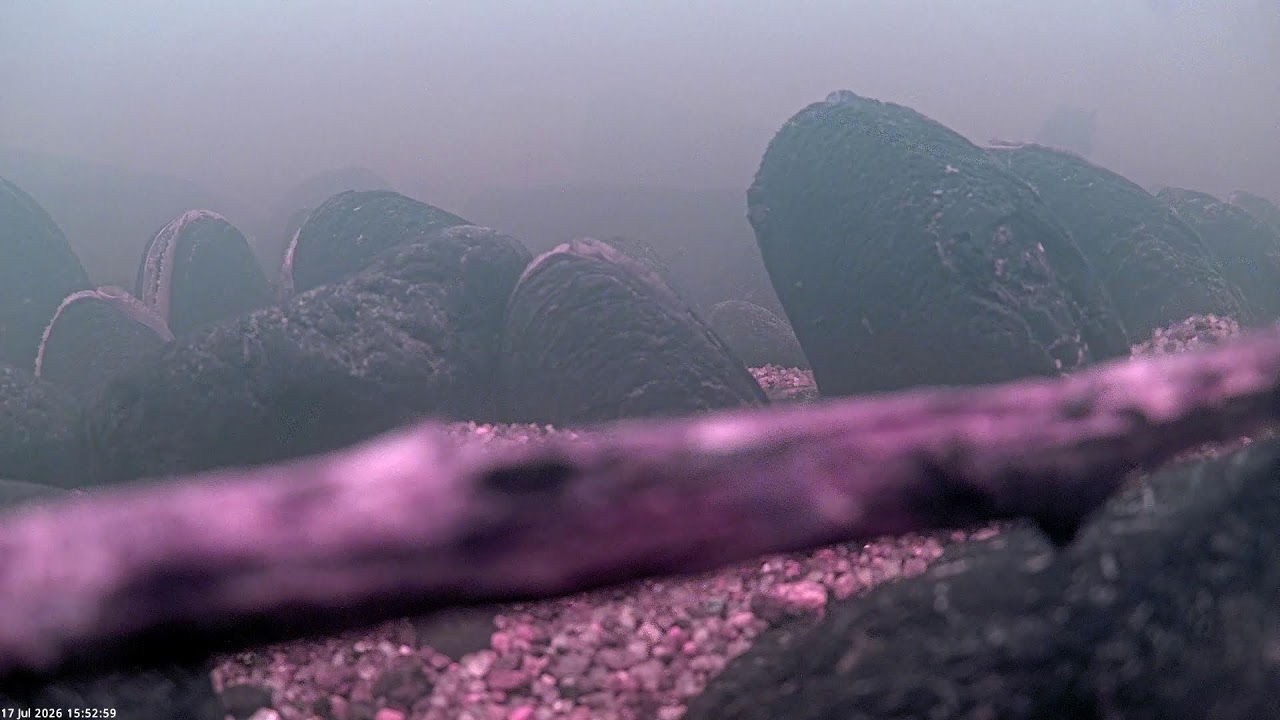 Live webcam view of Mejillón Perlífero Bajo el Agua
