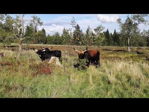 Watch a Giant Aurochs Bull Devour a Tree in the Black Forest National Park!