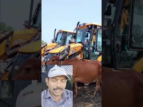గోవులు దాహం తీర్చాడు 😱👍🙏#shortvideo #facts #shorts #telugu