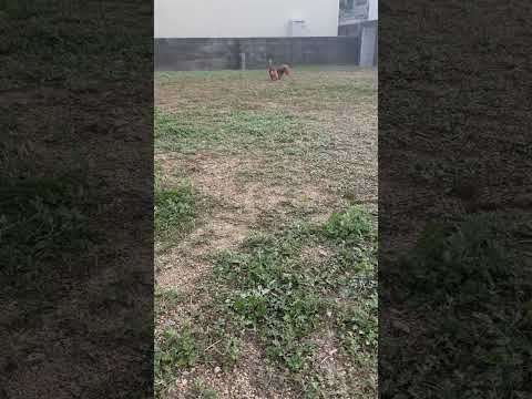 園芸 ミニチュアチュサンヤシ、ドワーフウィンドミルヤシ