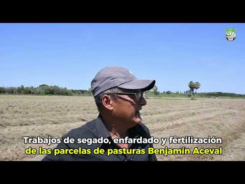 Trabajos de segado, enfardado y fertilización de las parcelas de pasturas en Benjamín Aceval.
