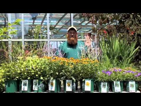 download lagu mp3 mp4 Rudbeckia Laciniata Var Hortensia, download lagu Rudbeckia Laciniata Var Hortensia gratis, unduh video klip Rudbeckia Laciniata Var Hortensia