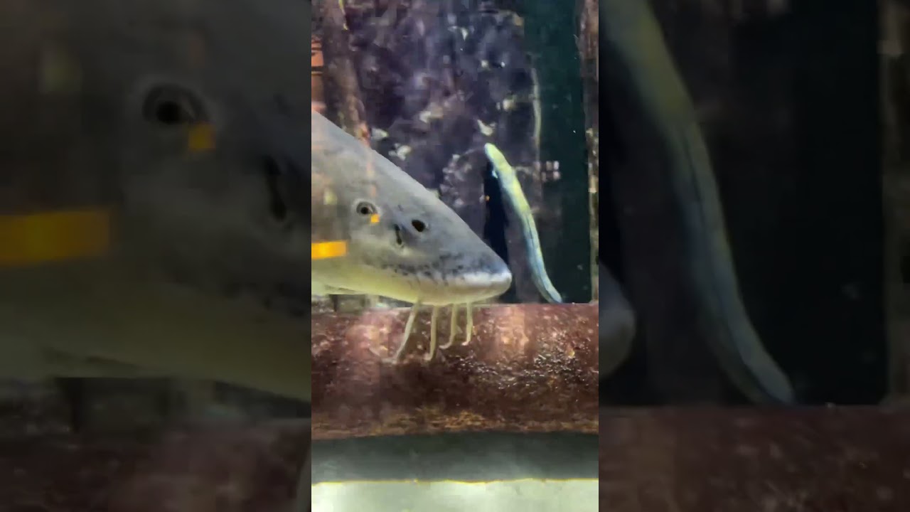 YouTube Short thumbnail