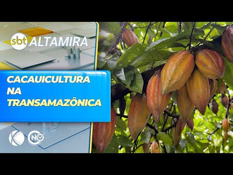 Produção de cacau gerou quase 1 bilhão em lucro em Uruará (PA) | SBT Altamira