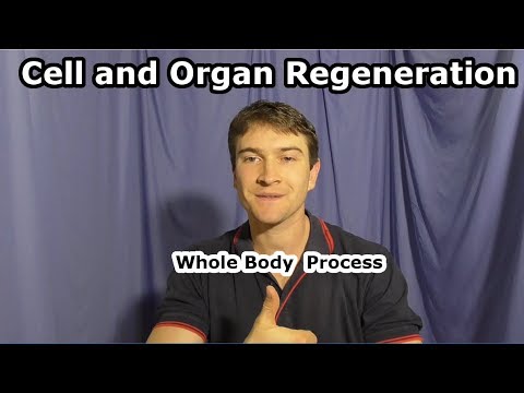 Cell and Organ Regeneration - Whole Body Regeneration Process