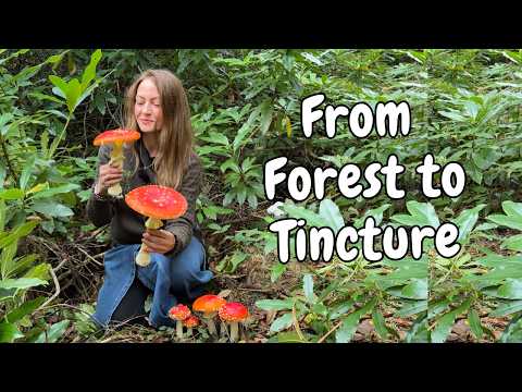 A Step by Step Guide to Amanita Muscaria | Ecology, Harvest & Topical Tincture